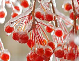 Frozen red fruits in the trees - HD wallpaper