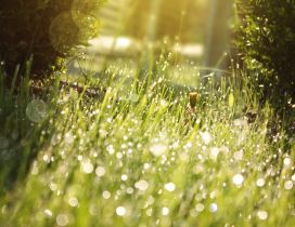 Green grass full of drops of dew in the sunlight