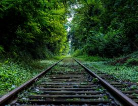 A railroad through the green forest