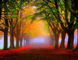 Red leaves and fog in the park - Autumn landscape