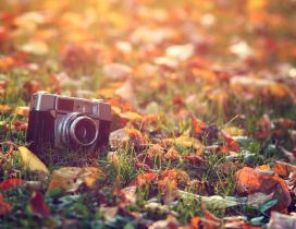 A camera photo between the dry leaves in the grass