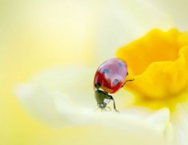 A red ladybird on a yellow daffodil - HD image