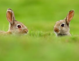 Two rabbits in the big green grass