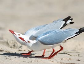 Two beautiful gulls on the sand