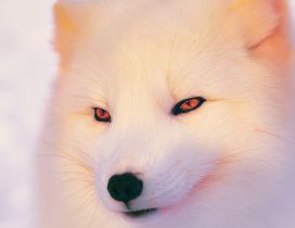 Arctic Fox Wallpaper - Beautiful white animal