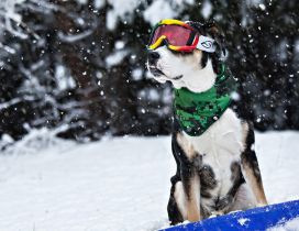 Funny dog with ski goggles and scarf - Cool dog