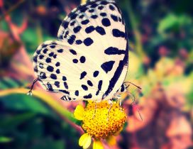 A white and violet butterfly on the yellow flower