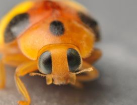HD yellow ladybug with black wallpaper