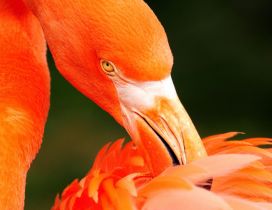 Beautiful orange flamingo bird - HD wallpaper