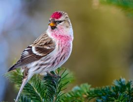 Awesome redpoll bird on a green branch
