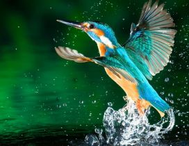 A blue Kingfisher bird fly near water