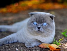 A beautiful white Scottish Fold cat with blue eyes
