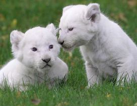 Two cute white lion cubs on the grass
