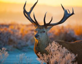 An awesome deer in the field - Wild animal wallpaper