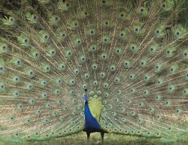 A beautiful peacock with loose tail