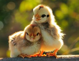Two cute chicks - Cute animals