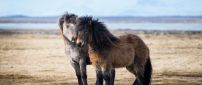 Two sweet icelandic ponies - Horses wallpaper