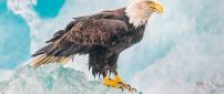 A beautiful eagle on the ice - Bird wallpaper