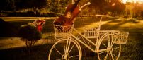 White bicycle with a violin in the basket on the grass