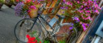 Many beautiful and colorful flowers in a basket of bicycle