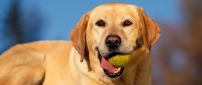 An yellow labrador with a tennis ball in mouth