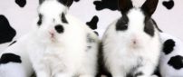 White and black rabbits - Spotted rabbits