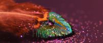 A drop of water on a colorful feather