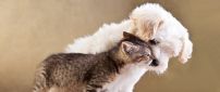 Kiss between cute kitten and white puppy