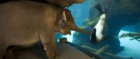 A elephant and a seal are friends