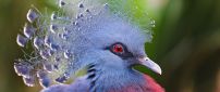 Gray and red crowned pigeons - Beautiful feathers