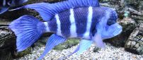 Striped blue fish in an aquarium - Fins wallpaper