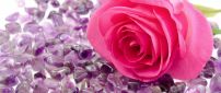 Pink rose on the many beautiful purple stones