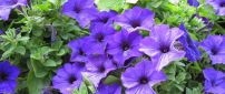 Many purple petunia - Flowers HD wallpaper