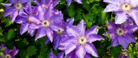 Interesting but very beautiful purple flowers
