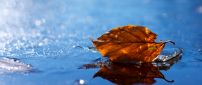 A yellowed leaf on the water - HD wallpaper
