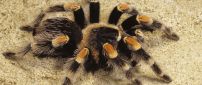 Black and yellow spider on the sand - Tarantula wallpaper