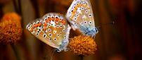 Two beautiful butterflies with black stains on a flower
