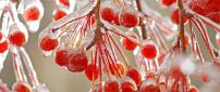 Frozen red fruits in the trees - HD wallpaper