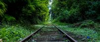 A railroad through the green forest