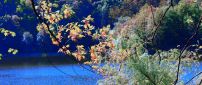 Branches with colorful leaves on the shore of river