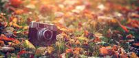 A camera photo between the dry leaves in the grass