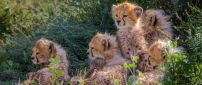 Many sweet cheetahs cubs - Wild Animals wallpaper