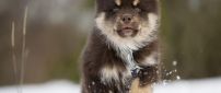 Black Lapphund puppy in the snow