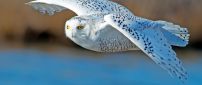 White owl with black points flying over the water