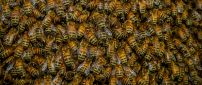 A swarm of bees - HD insects wallpaper
