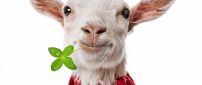 Funny white goat with a four leaf clover in mouth