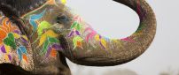A painted elephant - Animal festival