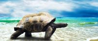 A big turtle on the beach in the sea waves