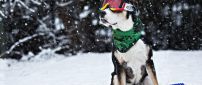 Funny dog with ski goggles and scarf - Cool dog