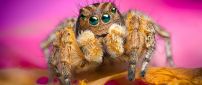 A brown spider - HD insect wallpaper